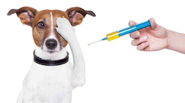 ¿Por qué debes vacunar a tu perro?