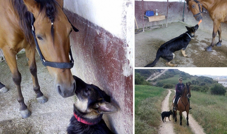 Relación entre caballos y perros – Una amistad diferente