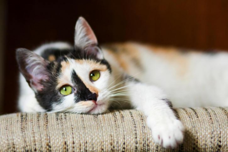 8 sorprendentes cosas que no sabías sobre los gatos